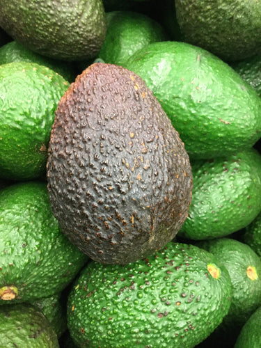 hass avocado tree fruit